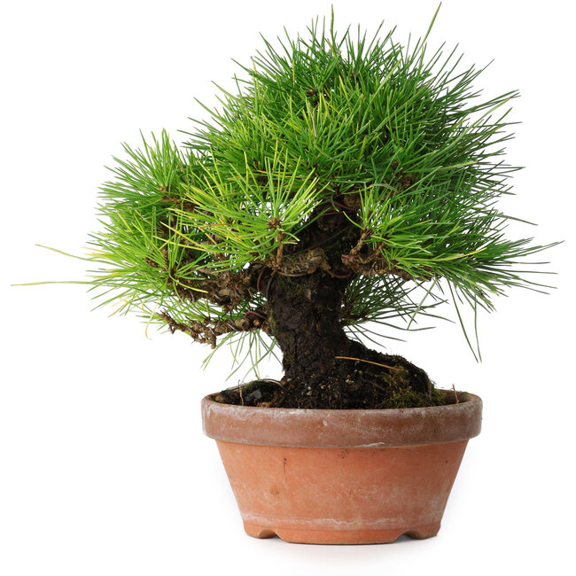 Pinus thunbergii, 19,5 cm, ± 15 ans