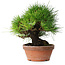 Pinus thunbergii, 19,5 cm, ± 15 jaar oud
