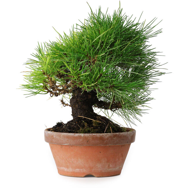 Pinus thunbergii, 19,5 cm, ± 15 jaar oud