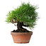 Pinus thunbergii, 19,5 cm, ± 15 jaar oud