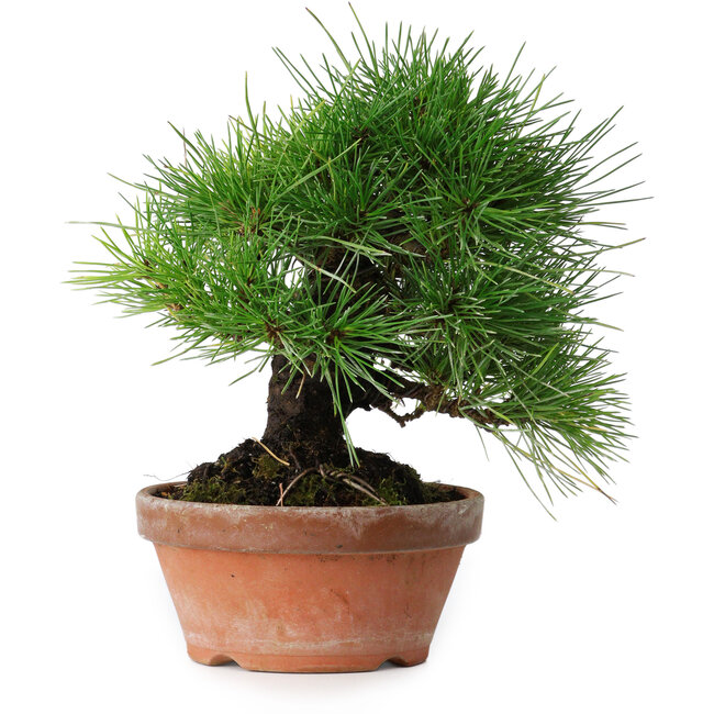 Pinus thunbergii, 19,5 cm, ± 15 Jahre alt