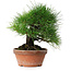 Pinus thunbergii, 19,5 cm, ± 15 jaar oud