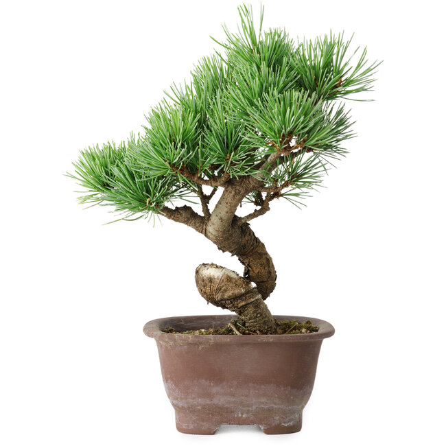Pinus parviflora, 19,5 cm, ± 12 years old