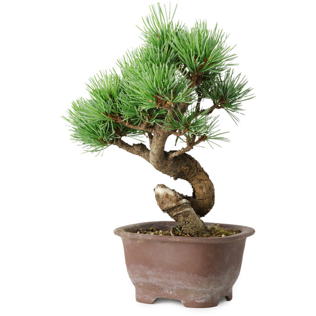 Pinus parviflora, 19,5 cm, ± 12 years old