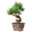 Pinus parviflora, 19,5 cm, ± 12 years old