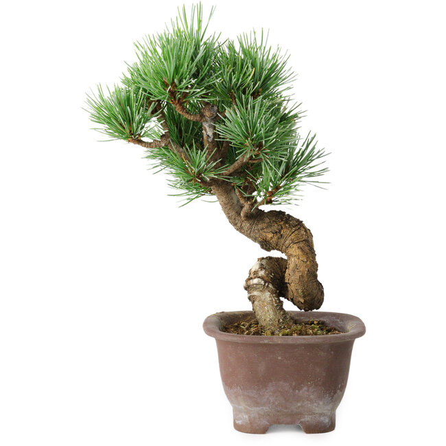 Pinus parviflora, 19,5 cm, ± 12 years old
