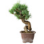 Pinus parviflora, 19,5 cm, ± 12 years old