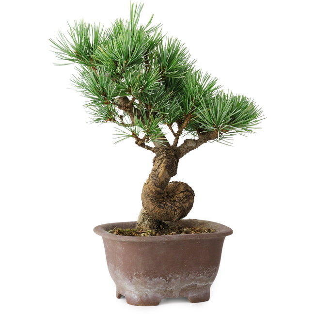 Pinus parviflora, 19,5 cm, ± 12 years old