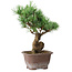 Pinus parviflora, 19,5 cm, ± 12 ans
