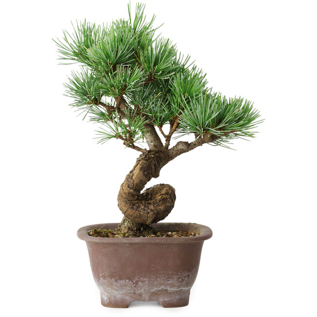 Pinus parviflora, 19,5 cm, ± 12 years old