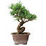 Pinus parviflora, 19,5 cm, ± 12 ans