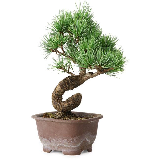 Pinus parviflora, 19,5 cm, ± 12 years old