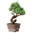 Pinus parviflora, 19,5 cm, ± 12 years old