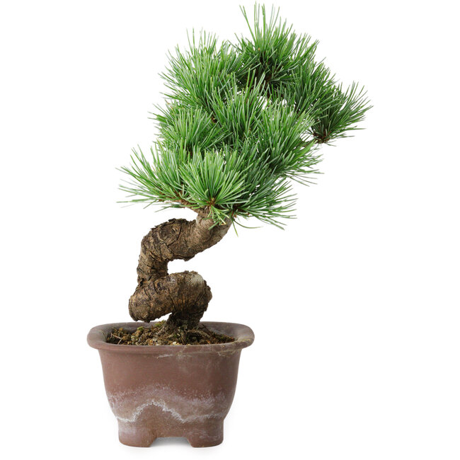 Pinus parviflora, 19,5 cm, ± 12 years old
