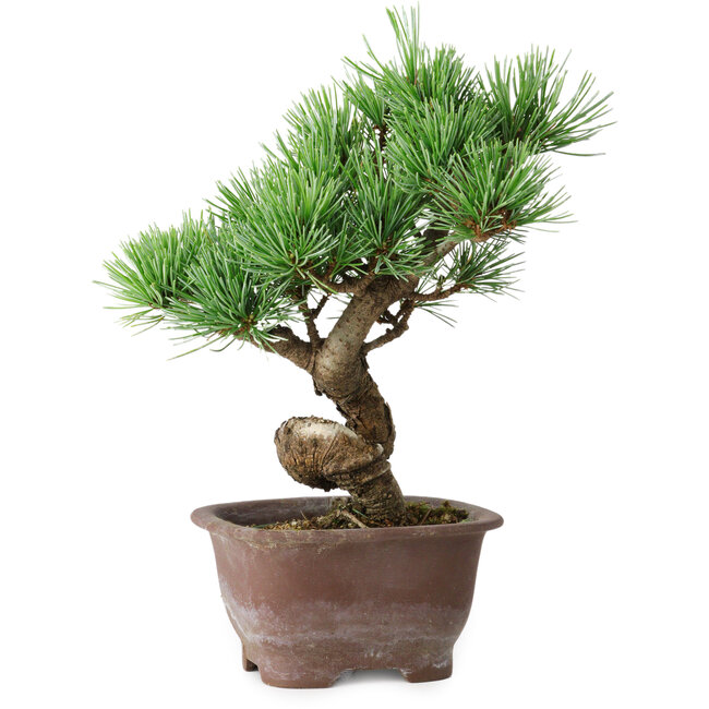 Pinus parviflora, 19,5 cm, ± 12 years old