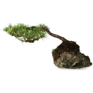 Pinus densiflora, 11,5 cm, ± 20 ans