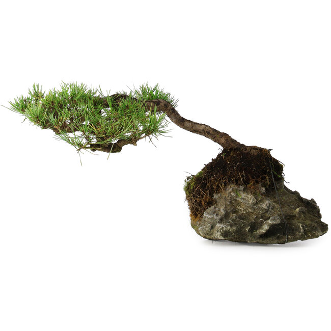 Pinus densiflora, 11,5 cm, ± 20 jaar oud, op een rots van 20x16x13 cm