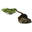 Pinus densiflora, 11,5 cm, ± 20 jaar oud, op een rots van 20x16x13 cm