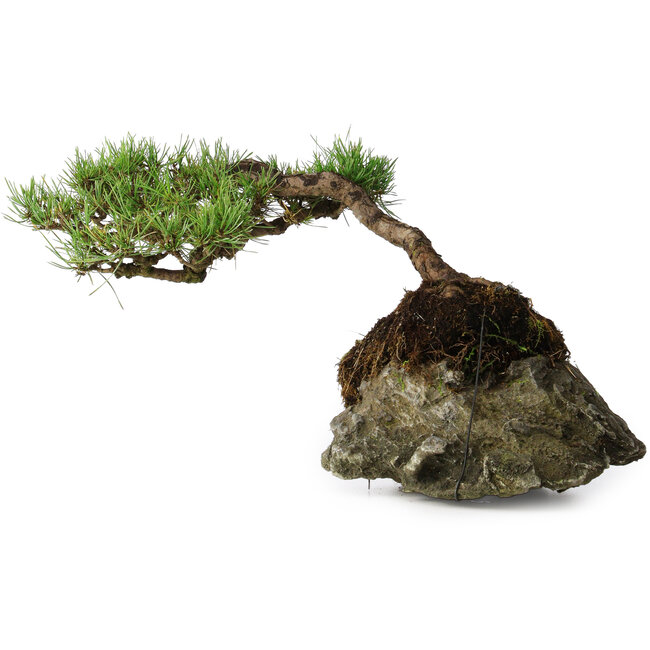 Pinus densiflora, 11,5 cm, ± 20 years old, on a rock of 20x16x13 cm