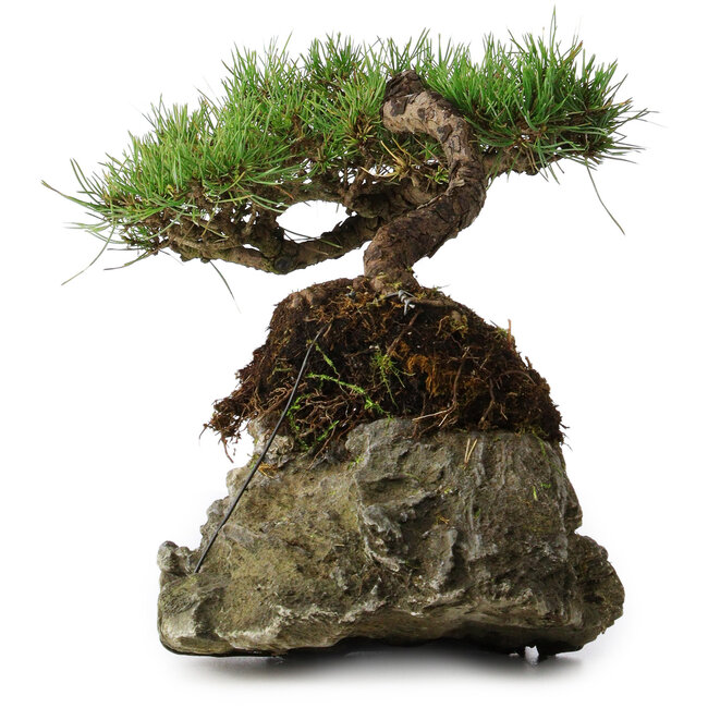 Pinus densiflora, 11,5 cm, ± 20 jaar oud, op een rots van 20x16x13 cm