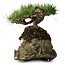 Pinus densiflora, 11,5 cm, ± 20 jaar oud, op een rots van 20x16x13 cm