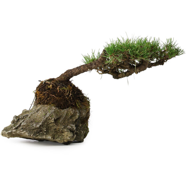 Pinus densiflora, 11,5 cm, ± 20 ans, sur un rocher de 20x16x13 cm