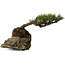 Pinus densiflora, 11,5 cm, ± 20 jaar oud, op een rots van 20x16x13 cm
