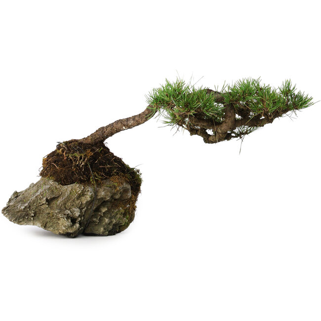 Pinus densiflora, 11,5 cm, ± 20 jaar oud, op een rots van 20x16x13 cm