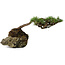 Pinus densiflora, 11,5 cm, ± 20 jaar oud, op een rots van 20x16x13 cm