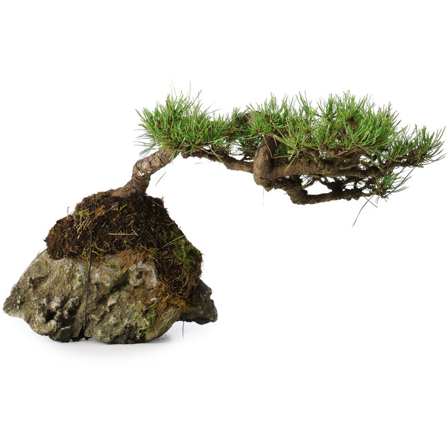 Pinus densiflora, 11,5 cm, ± 20 anni, su una roccia di 20x16x13 cm