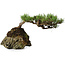 Pinus densiflora, 11,5 cm, ± 20 ans, sur un rocher de 20x16x13 cm