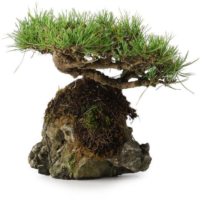 Pinus densiflora, 11,5 cm, ± 20 anni, su una roccia di 20x16x13 cm