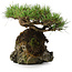 Pinus densiflora, 11,5 cm, ± 20 jaar oud, op een rots van 20x16x13 cm