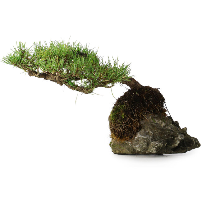 Pinus densiflora, 11,5 cm, ± 20 ans, sur un rocher de 20x16x13 cm