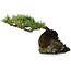Pinus densiflora, 11,5 cm, ± 20 jaar oud, op een rots van 20x16x13 cm