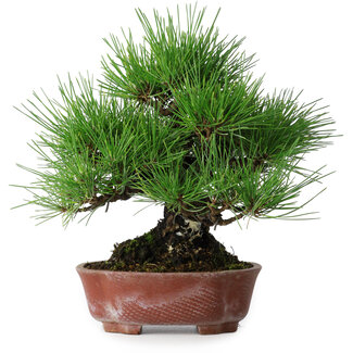 Shibakatsu Pinus thunbergii, 23,5 cm, ± 20 jaar oud