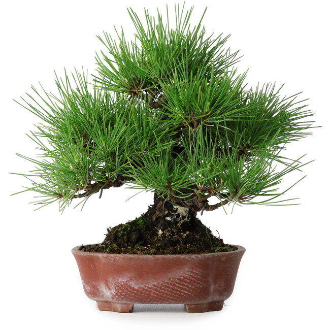 Pinus thunbergii, 23,5 cm, ± 20 jaar oud, in een handgemaakte Japanse pot van Shibakatsu