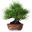 Pinus thunbergii, 23,5 cm, ± 20 años, en una maceta japonesa hecha a mano por Shibakatsu