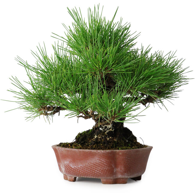 Pinus thunbergii, 23,5 cm, ± 20 años, en una maceta japonesa hecha a mano por Shibakatsu