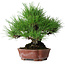 Pinus thunbergii, 23,5 cm, ± 20 jaar oud, in een handgemaakte Japanse pot van Shibakatsu