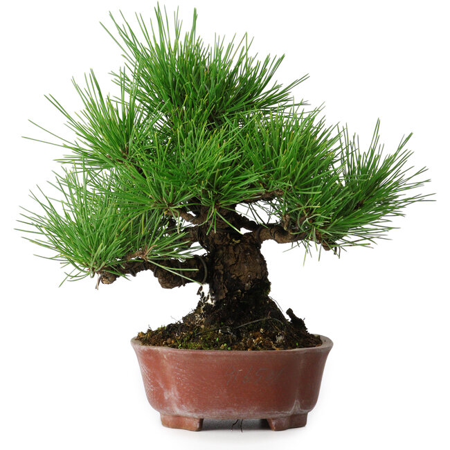 Pinus thunbergii, 23,5 cm, ± 20 años, en una maceta japonesa hecha a mano por Shibakatsu