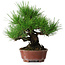 Pinus thunbergii, 23,5 cm, ± 20 ans, dans un pot japonais fait main par Shibakatsu