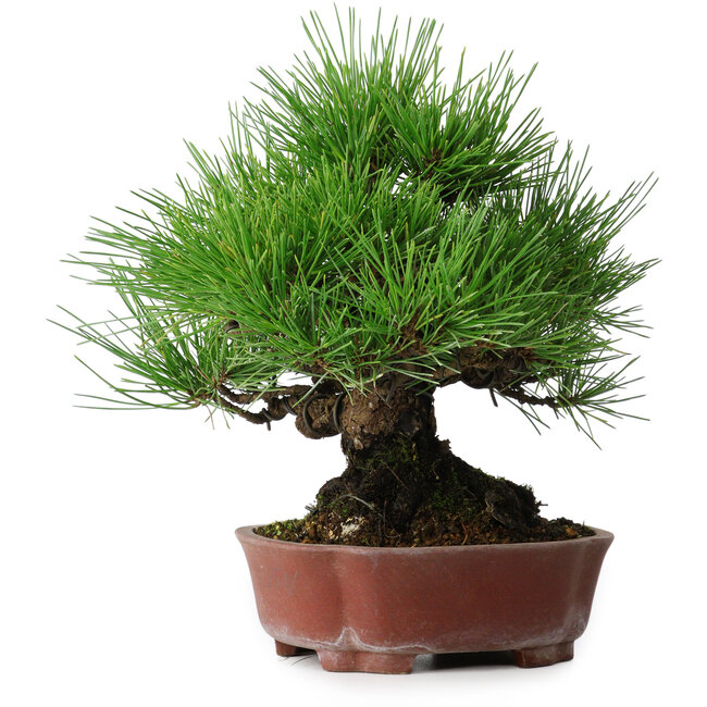 Pinus thunbergii, 23,5 cm, ± 20 jaar oud, in een handgemaakte Japanse pot van Shibakatsu