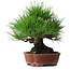 Pinus thunbergii, 23,5 cm, ± 20 años, en una maceta japonesa hecha a mano por Shibakatsu