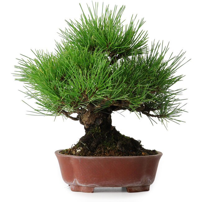 Pinus thunbergii, 23,5 cm, ± 20 anni, in un vaso giapponese fatto a mano da Shibakatsu