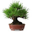Pinus thunbergii, 23,5 cm, ± 20 años, en una maceta japonesa hecha a mano por Shibakatsu