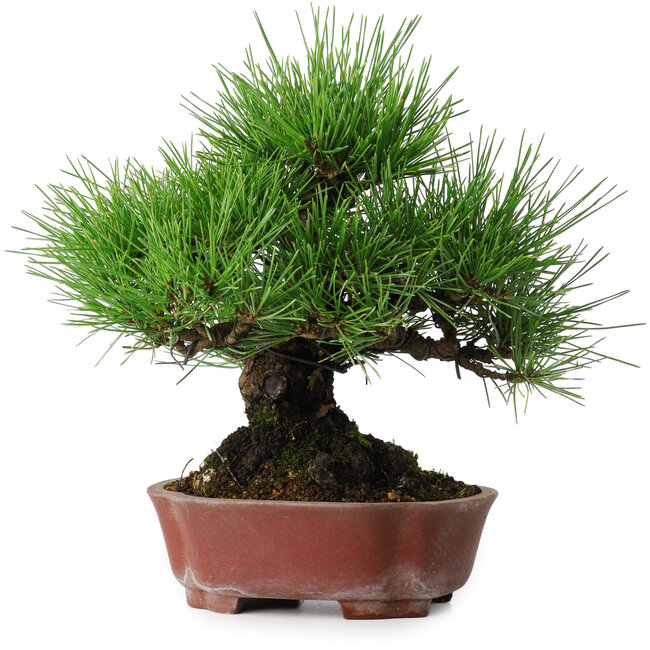 Pinus thunbergii, 23,5 cm, ± 20 anni, in un vaso giapponese fatto a mano da Shibakatsu
