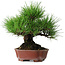 Pinus thunbergii, 23,5 cm, ± 20 años, en una maceta japonesa hecha a mano por Shibakatsu