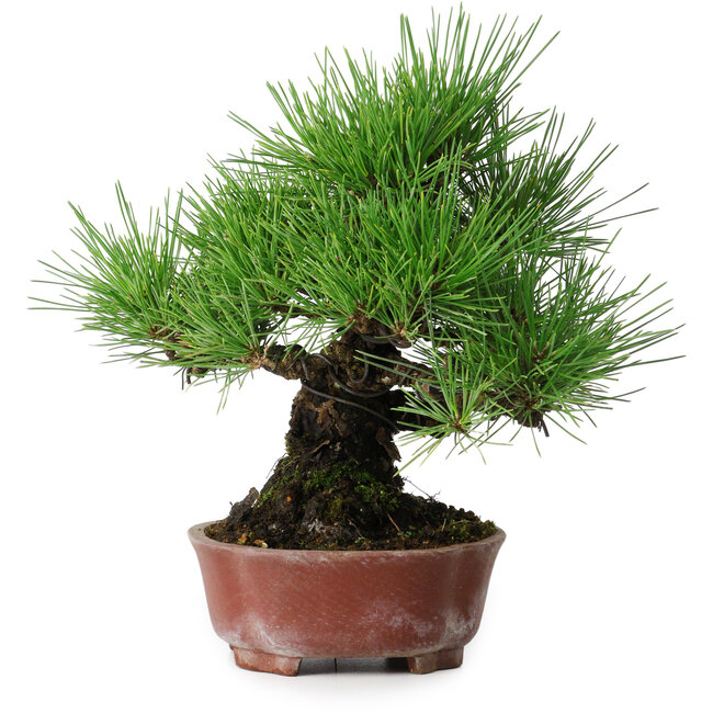 Pinus thunbergii, 23,5 cm, ± 20 jaar oud, in een handgemaakte Japanse pot van Shibakatsu