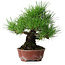 Pinus thunbergii, 23,5 cm, ± 20 ans, dans un pot japonais fait main par Shibakatsu